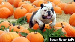 Otis, seekor buldog milik Christopher Burke, berlarian di antara buah labu di Muzzi’s Pumpkin Patch and Corn Maze si San Gregorio, Calif., Sabtu 22 Oktober 2005 (foto: AP Photo/Susan Regan)