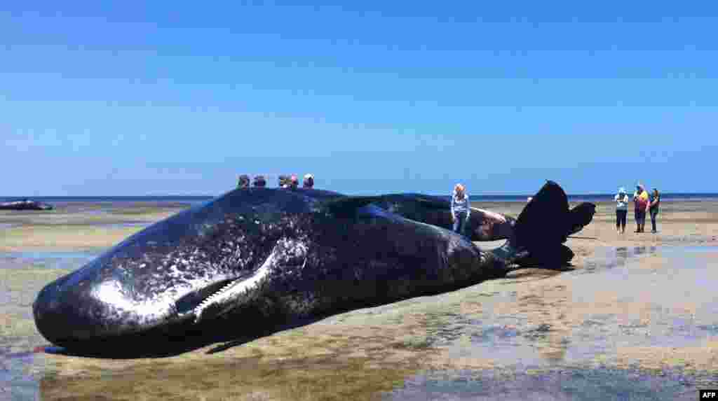 Warga setempat menonton seekor (dari 6 ekor) Paus kepala kotak yang terdampar dan tewas di pantai Australia selatan.