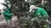 Petugas kebun binatang memeriksa pohon buah yang digunakan untuk memberi makan hewan di Kebun Binatang Parque de las Leyendas di Lima, Peru, Jumat, 14 Mei 2021. (Foto: dok0