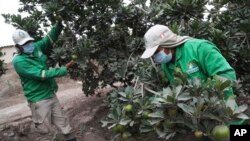 Petugas kebun binatang memeriksa pohon buah yang digunakan untuk memberi makan hewan di Kebun Binatang Parque de las Leyendas di Lima, Peru, Jumat, 14 Mei 2021. (Foto: dok0