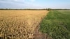 ARCHIVO - Una vista general de una granja muestra maíz seco y algodón que se sembró. La peor sequía de Argentina en sesenta años afectó las cosechas, en Tostado, norte de Santa Fe, Argentina, el 8 de febrero de 2023.
