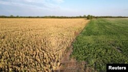 ARCHIVO - Una vista general de una granja muestra maíz seco y algodón que se sembró. La peor sequía de Argentina en sesenta años afectó las cosechas, en Tostado, norte de Santa Fe, Argentina, el 8 de febrero de 2023.