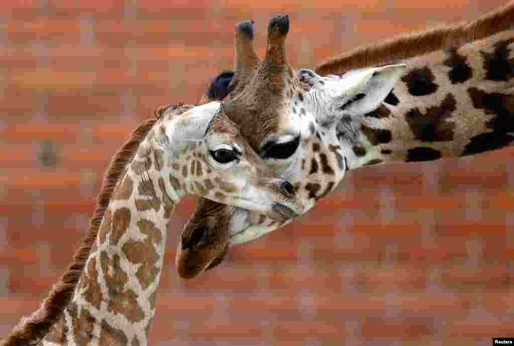 A newly born baby Rothschild&#39;s giraffe is seen inside its enclosure at Liberec Zoo in Liberec, Czech Republic.