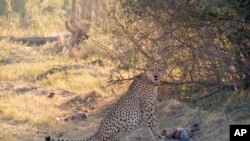 FILE - In this photo provided by Briana Abrahms, a male cheetah, named Qamar, has a full belly after making a kill in northern Botswana on July 17, 2015.