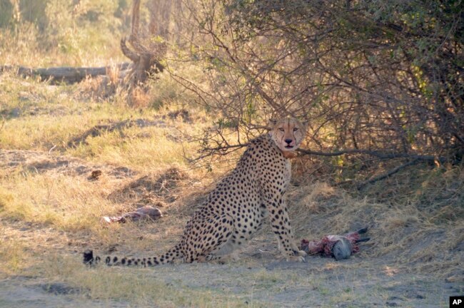 In this photo provided by Briana Abrahms, a male cheetah, named Qamar, has a fully belly after making a kill in northern Botswana on July 17, 2015. He wears a GPS collar as part of a study.(Briana Abrahms via AP)