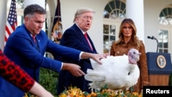 El presidente Donald Trump concede el perdón presidencial a un pavo, mientras el criador Wellie Jackson lo sostiene. [Archivo/noviembre 2019]