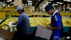 FILE - Workers package lemons into boxes at a plant in Tucuman, Argentina, April 10, 2017.