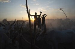FILE - South Sudanese cattle herders stand among their animals in a field in Terekeka, in the Central Equatoria state of South Sudan, April 13, 2014.