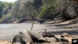 Bangkai Gajah tergeletak di tepi kolam bak mandi yang dulunya merupakan sumber air abadi di Taman Nasional Mana Pools, Zimbabwe, 27 Oktober 2019. (Foto: AP)