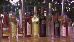 ရှမ်းပြည်က အေးသာယာ ဝိုင်လုပ်ငန်း