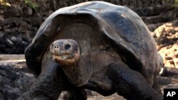 Kura-kura raksasa berjalan di Taman Nasional Galapagos di Puerto Ayora di Pulau Santa Cruz di Galapagos, Ekuador, 8 Mei 2009. (Foto: AP)