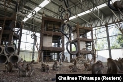 FILE - Long-tailed macaques are seen inside a new cage which was built to temporarily detain monkeys n Lopburi, Thailand, June 6, 2024. ( REUTERS/Chalinee Thirasupa)