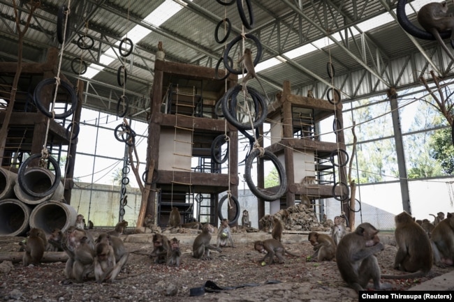 FILE - Long-tailed macaques are seen inside a new cage which was built to temporarily detain monkeys n Lopburi, Thailand, June 6, 2024. ( REUTERS/Chalinee Thirasupa)