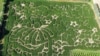 Farmers honor 'Peanuts' creator with corn mazes in US, Canada