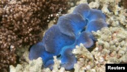 FILE - The corals at the Great Barrier Reef in Great Keppel island, Australia