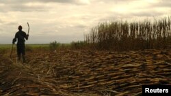 A worker harvests sugarcane near Swaziland's capital, Mbabane, June 2005.