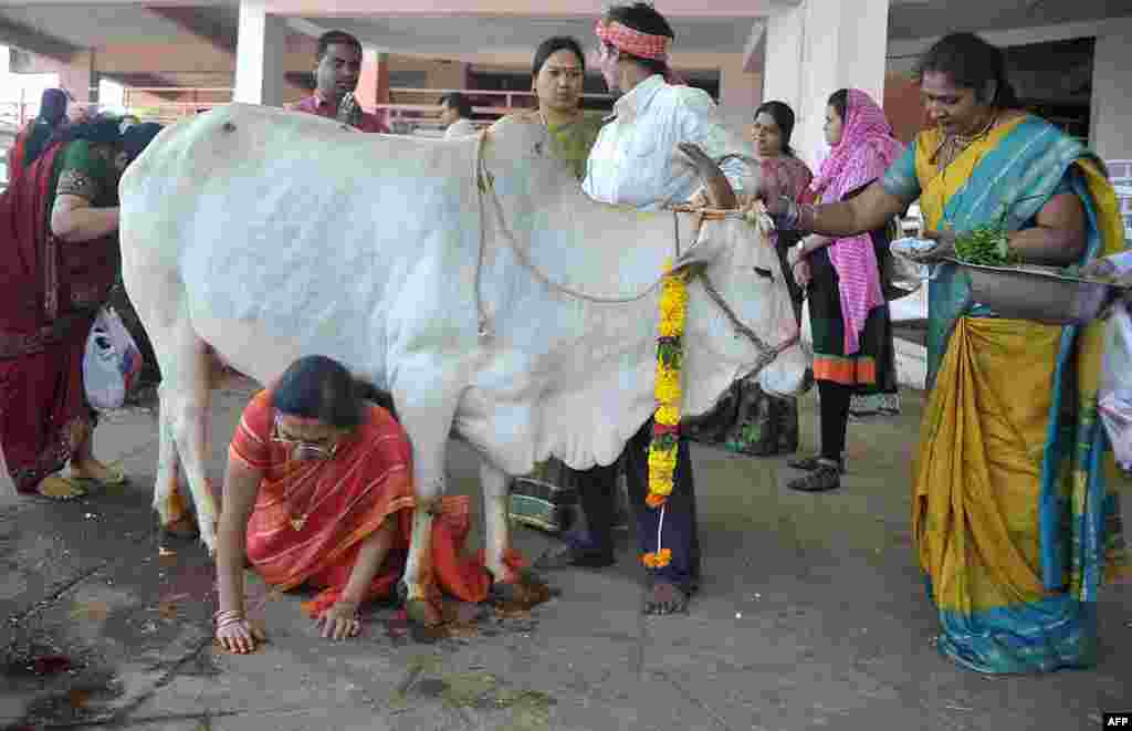 Một tín đồ Hindu người Ấn Độ bò bên dưới một con bò thiêng liêng vào đêm trước lễ hội Gopastami ở thành phố Hyderabad. Lễ hội Gopastami kỷ niệm sự kiện Thần Krishna của đạo Hindu trở thành người chăn bò, và tín đồ chuẩn bị thức ăn và thực hiện những nghi thức tôn giáo với bò. 