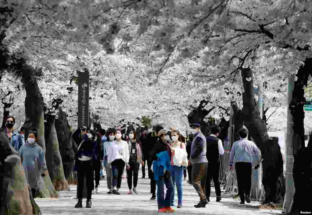 People walk along a street lined with blossoming cherry trees in Seoul, South Korea.