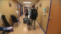 Terapeutski psi pomažu bolnicama u liječenju