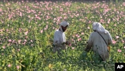 FILE - Afghan farmers harvest raw opium at a poppy field in Zhari district of southern Kandahar province, Afghanistan, April 11, 2016.