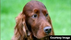 Three year old Irish Setter Thendara Satisfaction, known as Jagger, posted on oakdene.be (Courtesy: Willem & Aleksandra Lauwers)