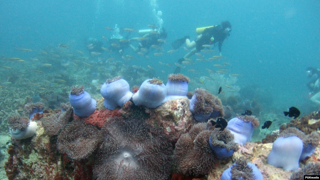 FILE: Divers swim above a bed of corals off Malaysia's Tioman Island in the South China Sea, May 4, 2008.