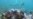 Study Shows Coral Reefs Get Sick from Plastic Waste