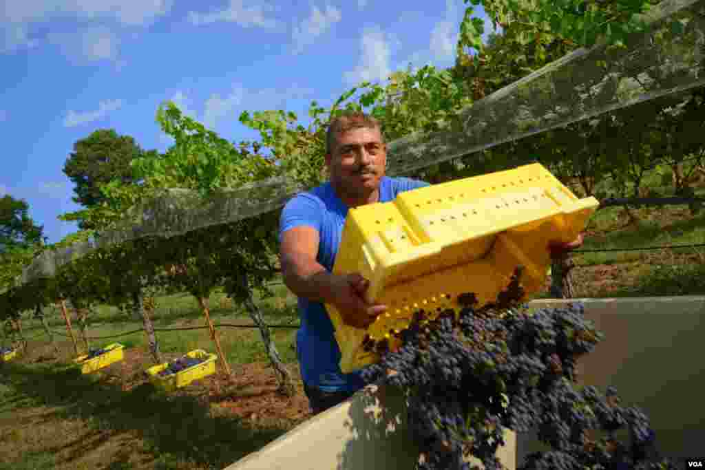 Сборщик винограда