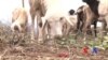 Quénia: Seca afecta comunidades que dependem da pastorícia