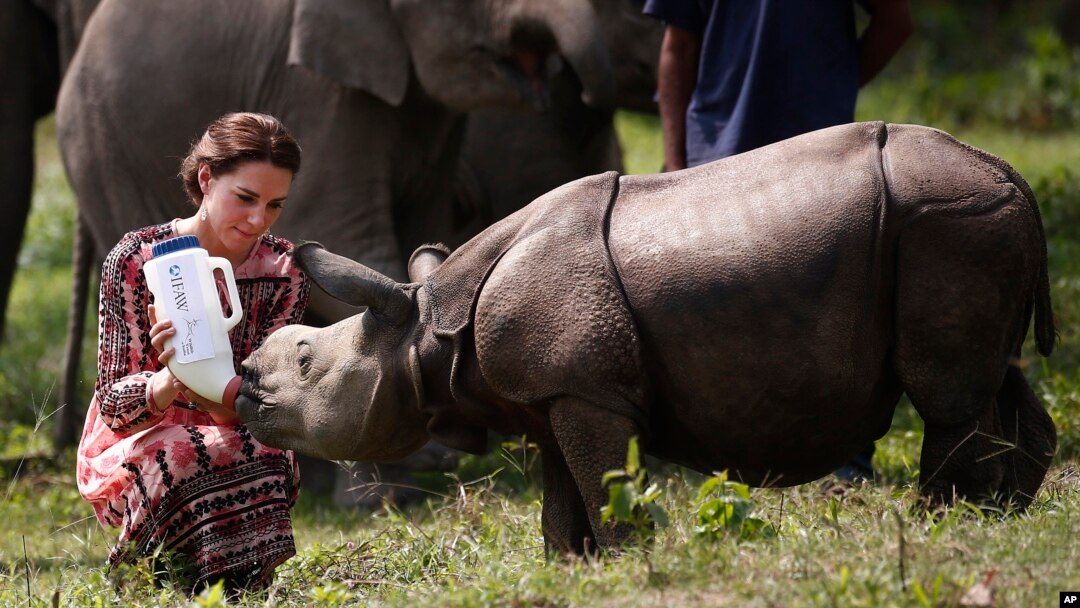 Britain's Kate, Duchess of Cambridge, feeds a baby rhino at the Centre for Wildlife Rehabilitation and Conservation (CWRC), at Panbari reserve forest in Kaziranga, in the north-eastern state of Assam, India, April 13, 2016.