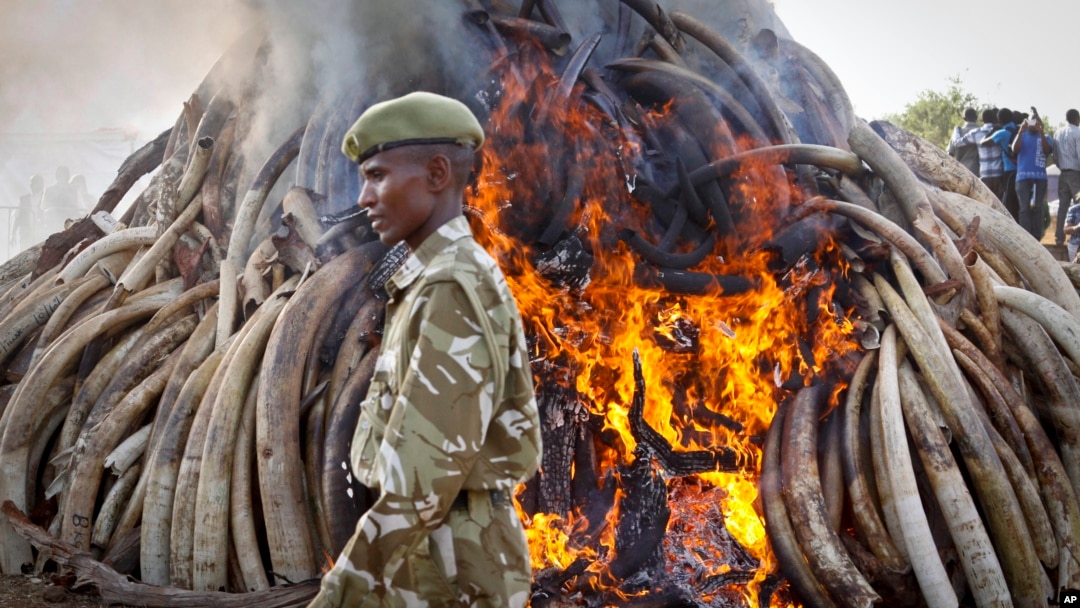 Petugas Satwa Liar Kenya berjalan melewati 15 ton gading gajah yang dibakar, di peringatan anti penyelundupan di Taman Nasional Nairobi, Maret 2015.
