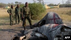 Le Botswana a révélé lundi être confronté à une forte hausse du braconnage de ses rhinocéros, coïncidant avec la mise en place en Afrique du Sud voisine de mesures strictes contre les braconniers