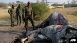 Le colonel George Bogatsu de la Force de défense du Botswana (BDF) s'arrête près du reste marqué d'un éléphant à Chobe, le 19 septembre 2018,.