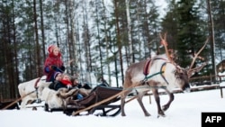 FILE - A woman in traditional Laplander costume rides with a group of tourists on a reindeer sled in the Santa Claus Village near Rovaniemi, Finnish Lapland, on Dec. 15, 2011. Climate change has meant milder and more unpredictable winters in recent years.