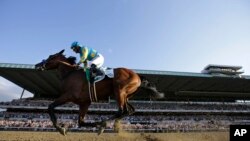 American Pharaoh dengan joki Victor Espinoza, mengalahkan tujuh pesaingnya di trek Belmont di Elmont, New York dan memenangkan pacuan kuda itu.