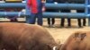 A fight at the Cheongdo bullfighting festival