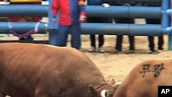 A fight at the Cheongdo bullfighting festival