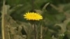 Rubber May Soon Come From Dandelions