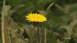 Rubber May Soon Come From Dandelions