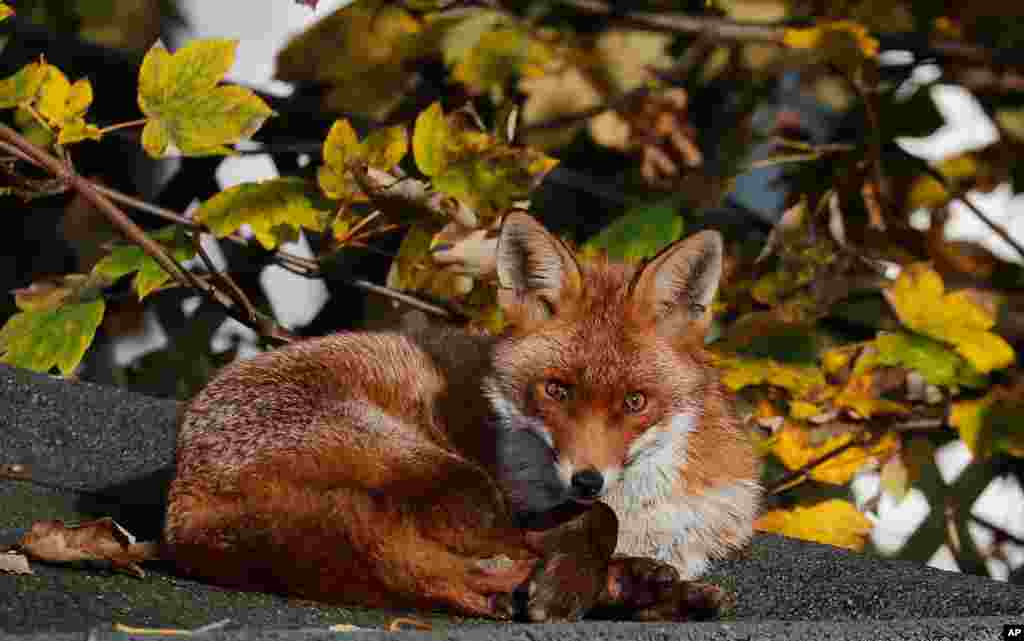 A fox sits in the sun on the roof of a shed in a garden in London.