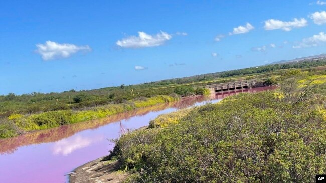 This Nov. 8, 2023, photo provided by Leslie Diamond shows the pond at the Kealia Pond National Wildlife Refuge on Maui, Hawaii, that turned pink on Oct. 30, 2023. (Leslie Diamond via AP)