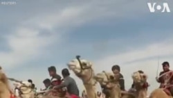 Des robots pour remplacer les enfants "Jockeys Camel"