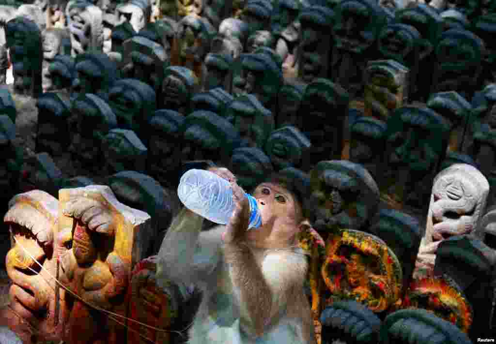 A bonnet macaque drinks water offered by a devotee during the Hindu festival of Nag Panchami, which is celebrated by worshipping snakes to honor the serpent god, inside a temple on the outskirts of Bengaluru, India.