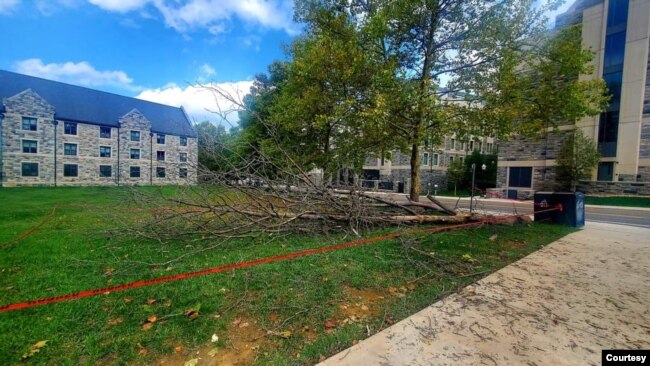 Pohon tumbang di depan asrama Geraldine, Virginia Tech. (Courtesy: pribadi)
