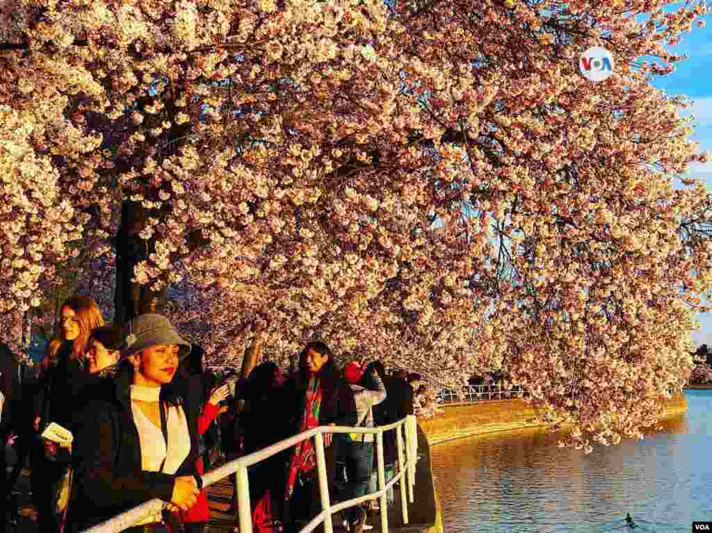 Los cerezos fueron un regalo del gobierno de Japón para el gobierno de EE.UU.