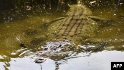 Seekor buaya di kolam di kantor polisi di Dili, Timor Leste, 22 Juni 2019. (Foto: AFP)