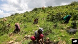 FILE - People, part of the Nakivale Green Environment Association, plant trees inside Nakivale Refugee Settlement in Mbarara, Uganda, on December 5, 2023