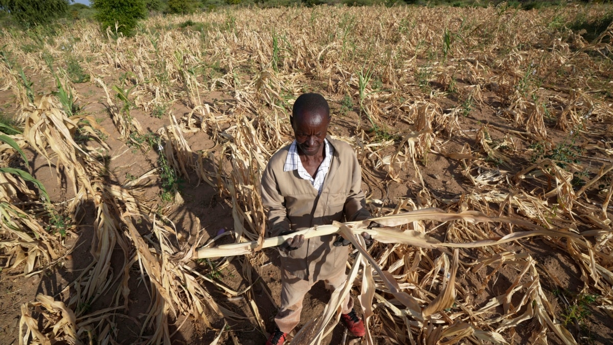 Extreme Drought in Southern Africa Leaves Millions Hungry - Vimarsana News