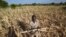 FILE - James Tshuma, a farmer in Mangwe district in southwestern Zimbabwe, stands in the middle of his dried up crop field amid a drought in Zimbabwe, March, 22, 2024. The World Food Program said on Aug. 6 that it had raised 20% of aid funding needed for Southern African nations.