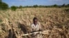 El Nino threatens grain production in southern Africa 